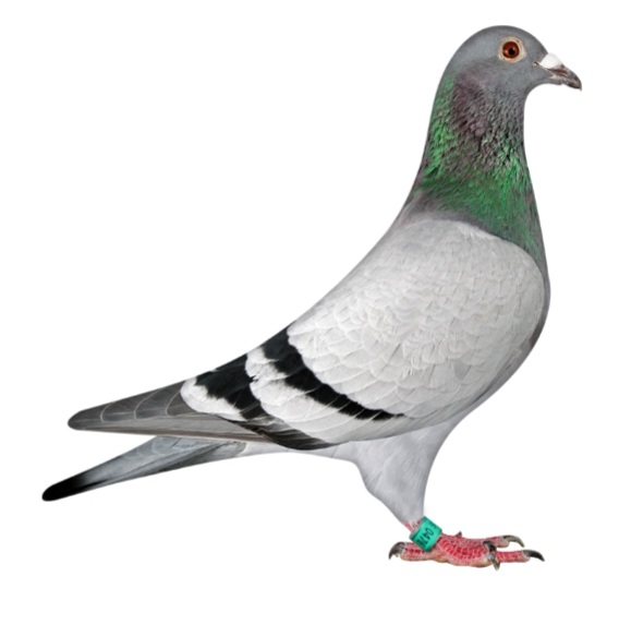 DRIKUS ODENDAAL
